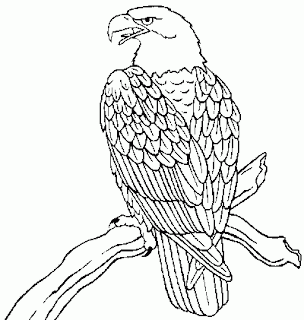 Bald Eagle Catching Fish Coloring Page Sketch Coloring Page